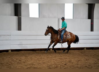 American Quarter Horse, Wallach, 12 Jahre, 147 cm, Falbe