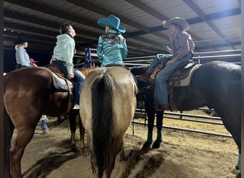 American Quarter Horse, Wallach, 12 Jahre, 147 cm, Grullo