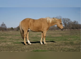 American Quarter Horse, Wallach, 12 Jahre, 147 cm, Palomino