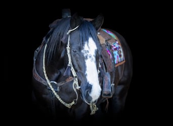 American Quarter Horse, Wallach, 12 Jahre, 147 cm, Rappe