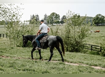 American Quarter Horse, Wallach, 12 Jahre, 147 cm, Roan-Blue