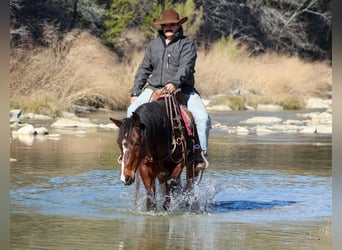 American Quarter Horse, Wallach, 12 Jahre, 147 cm, Rotbrauner