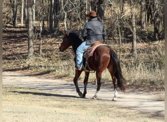 American Quarter Horse, Wallach, 12 Jahre, 147 cm, Rotbrauner