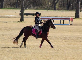 American Quarter Horse, Wallach, 12 Jahre, 147 cm, Rotbrauner