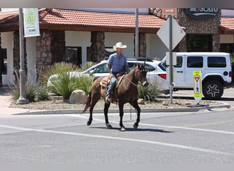 American Quarter Horse, Wallach, 12 Jahre, 147 cm, Rotbrauner