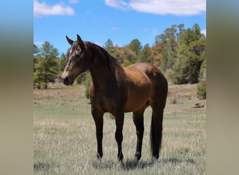 American Quarter Horse, Wallach, 12 Jahre, 147 cm, Rotbrauner