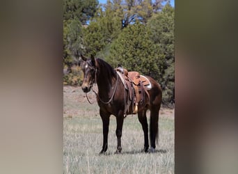 American Quarter Horse, Wallach, 12 Jahre, 147 cm, Rotbrauner
