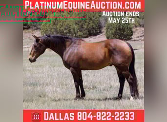 American Quarter Horse, Wallach, 12 Jahre, 147 cm, Rotbrauner