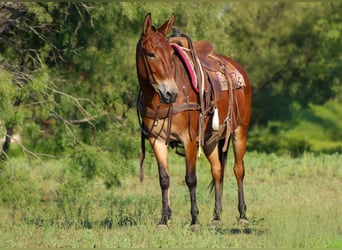 American Quarter Horse, Wallach, 12 Jahre, 147 cm, Rotbrauner