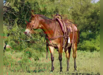 American Quarter Horse, Wallach, 12 Jahre, 147 cm, Rotbrauner