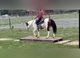 American Quarter Horse, Wallach, 12 Jahre, 147 cm, Tobiano-alle-Farben