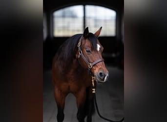 American Quarter Horse, Wallach, 12 Jahre, 148 cm, Brauner