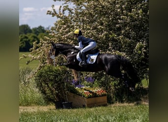 American Quarter Horse, Wallach, 12 Jahre, 149 cm, Rappe