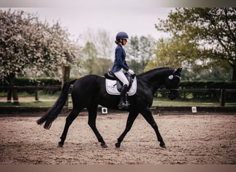 American Quarter Horse, Wallach, 12 Jahre, 149 cm, Rappe