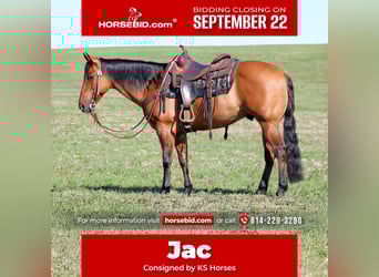 American Quarter Horse, Wallach, 12 Jahre, 150 cm, Buckskin