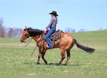 American Quarter Horse, Wallach, 12 Jahre, 150 cm, Buckskin