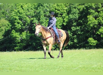 American Quarter Horse, Wallach, 12 Jahre, 150 cm, Buckskin