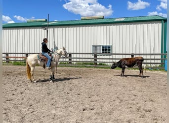 American Quarter Horse, Wallach, 12 Jahre, 150 cm, Champagne