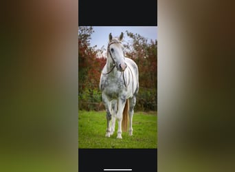 American Quarter Horse Mix, Wallach, 12 Jahre, 150 cm