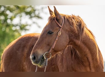 American Quarter Horse, Wallach, 12 Jahre, 150 cm, Fuchs