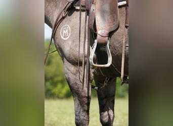American Quarter Horse, Wallach, 12 Jahre, 150 cm, Grullo