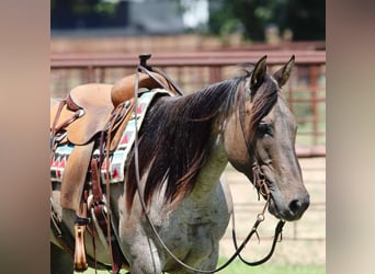 American Quarter Horse, Wallach, 12 Jahre, 150 cm, Grullo