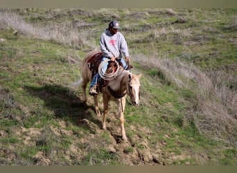 American Quarter Horse, Wallach, 12 Jahre, 150 cm, Palomino