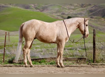 American Quarter Horse, Wallach, 12 Jahre, 150 cm, Palomino