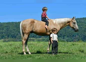 American Quarter Horse, Wallach, 12 Jahre, 150 cm, Palomino