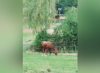American Quarter Horse, Wallach, 12 Jahre, 150 cm, Palomino