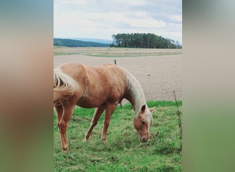 American Quarter Horse, Wallach, 12 Jahre, 150 cm, Palomino