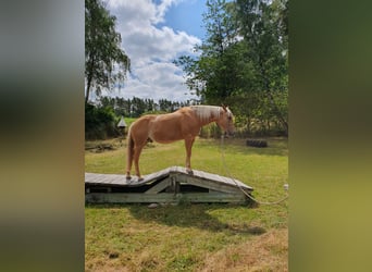 American Quarter Horse, Wallach, 12 Jahre, 150 cm, Palomino