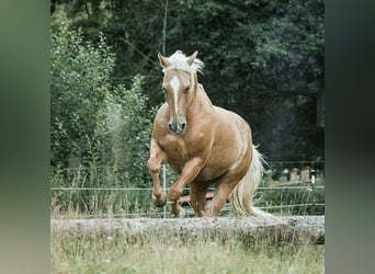 American Quarter Horse, Wallach, 12 Jahre, 150 cm, Palomino