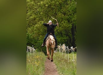 American Quarter Horse, Wallach, 12 Jahre, 150 cm, Palomino