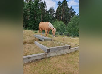 American Quarter Horse, Wallach, 12 Jahre, 150 cm, Palomino