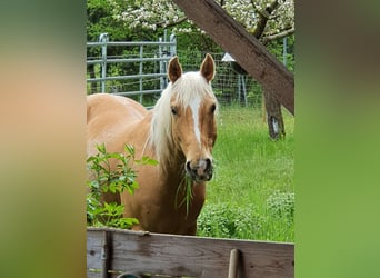 American Quarter Horse, Wallach, 12 Jahre, 150 cm, Palomino