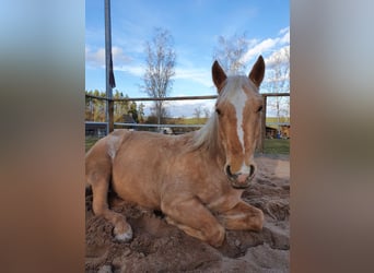 American Quarter Horse, Wallach, 12 Jahre, 150 cm, Palomino