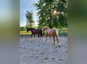 American Quarter Horse, Wallach, 12 Jahre, 150 cm, Palomino