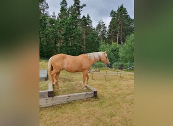 American Quarter Horse, Wallach, 12 Jahre, 150 cm, Palomino