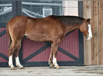 American Quarter Horse, Wallach, 12 Jahre, 150 cm, Red Dun