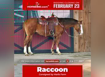 American Quarter Horse, Wallach, 12 Jahre, 150 cm, Red Dun