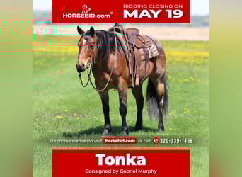 American Quarter Horse, Wallach, 12 Jahre, 150 cm, Roan-Bay