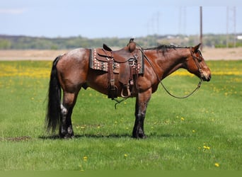 American Quarter Horse, Wallach, 12 Jahre, 150 cm, Roan-Bay