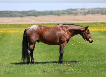 American Quarter Horse, Wallach, 12 Jahre, 150 cm, Roan-Bay