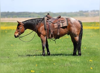 American Quarter Horse, Wallach, 12 Jahre, 150 cm, Roan-Bay