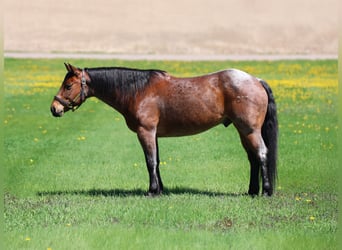 American Quarter Horse, Wallach, 12 Jahre, 150 cm, Roan-Bay
