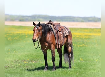 American Quarter Horse, Wallach, 12 Jahre, 150 cm, Roan-Bay