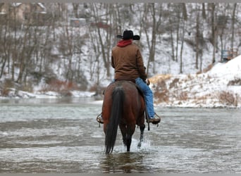 American Quarter Horse, Wallach, 12 Jahre, 150 cm, Roan-Bay