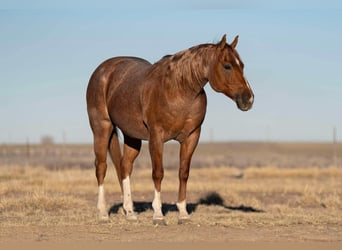 American Quarter Horse, Wallach, 12 Jahre, 150 cm, Roan-Red