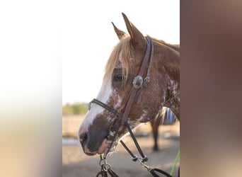 American Quarter Horse, Wallach, 12 Jahre, 150 cm, Roan-Red